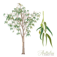 Eucalyptus Tree Vector Illustration © SKETCHBOOKDESIGNS