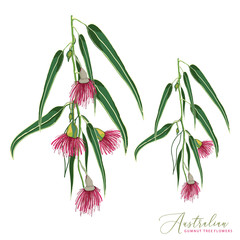 Eucalyptus Flowering Tree Vector Illustration