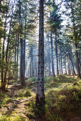 Obraz premium Wild Forest (Karkonosze Mountains, Poland)