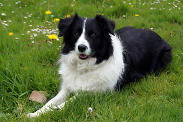 Border Collie
