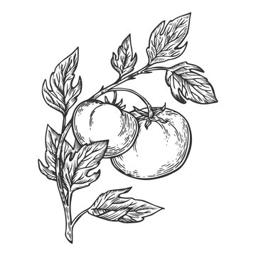 tomato leaves drawing