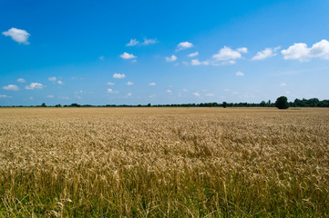 Wheat field