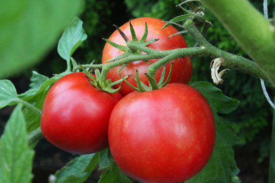 pomidor