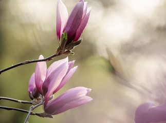 Blossoming of pink magnolia flowers in spring time, floral natural background
