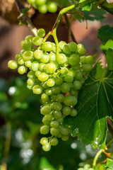 White wine riesling grapes riping on grape plant in summer time