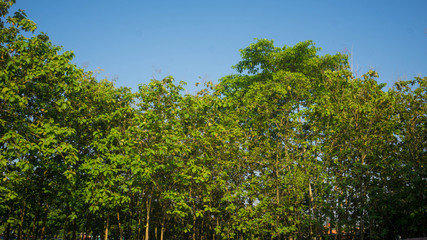 Fototapeta na wymiar a jati forest tree in indonesia central java