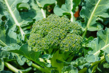 Ripe fresh head of green organic broccoli cabbage ready for harvest, close up, bio farming, vegetarian food