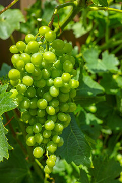 Riesling white wine grapes plant in vineyard with growing unripe grapes