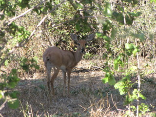 BOTSWANA