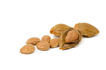 Aprikosen Samen und Steine