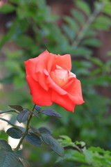 Red roses are blooming.