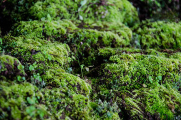 Mos plant growing on rocks.