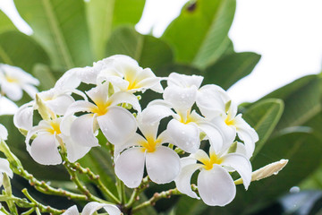Frangipani flower that has a drop of rain.