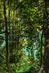 Fototapeta premium Regenwald im Kao Sok Nationalpark