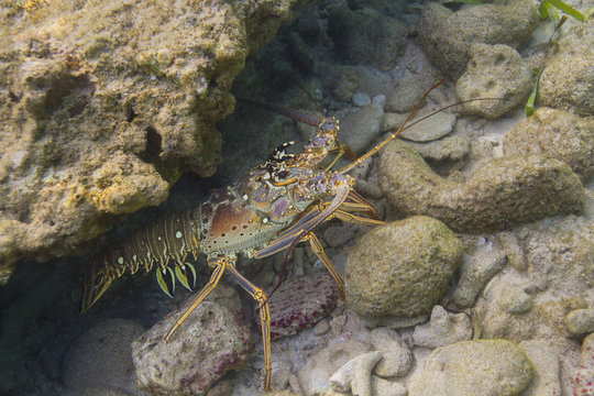 Caribbean Spiny Lobster hidding