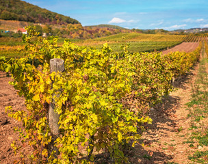 Fototapeta na wymiar Nice vineyard in Hungary in autumn