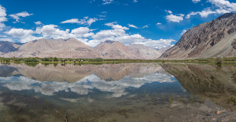 Fototapeta na wymiar Panoramic of Nubra Valley landscape with horse and water reflection, Leh, Ladakh district, India.