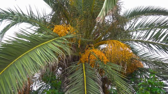 Bunch of dates on date palm. Fruit on the palm tree. Africa. Tunisia