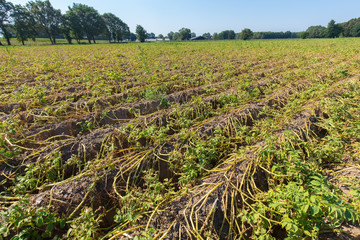 Dried plants on dutch potato field in summer