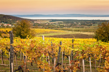 Fototapeta na wymiar Nice vineyard in Hungary in autumn