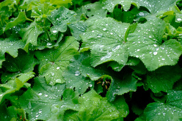 Rainy leaves