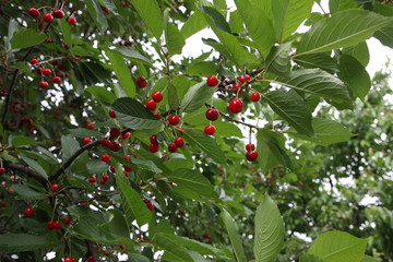 Sour cherries