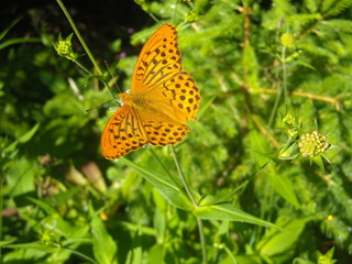 Papillons dans sous-bois
