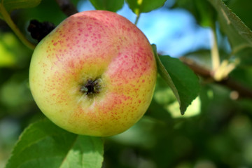 Ripe apple on a branch of the tree in the garden