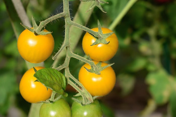 Yellow cherry tomatoes on a branch in a greenhouse