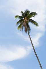 A tall slender coconut tree with fruits.