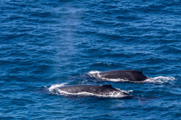 Naklejka premium Lookout Double island point, Queensland