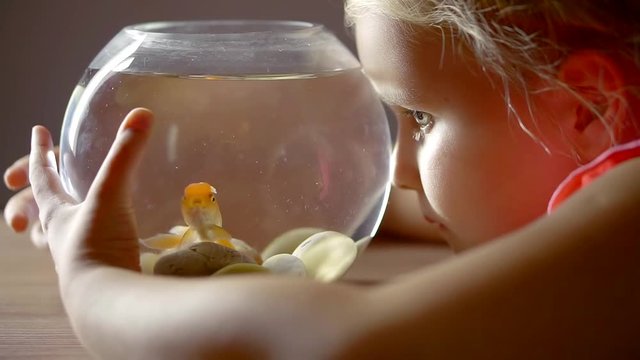 Close up shot of a little blondie staring at the goldfish in auqarium.