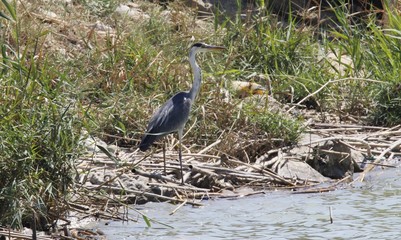 El descanso de la garza