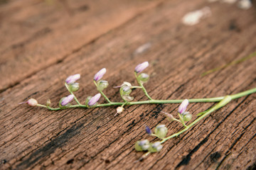 Close up light violet Clay flower on old wood table