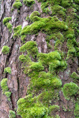 Close up green Moss on a pine tree