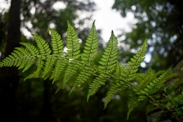 fern