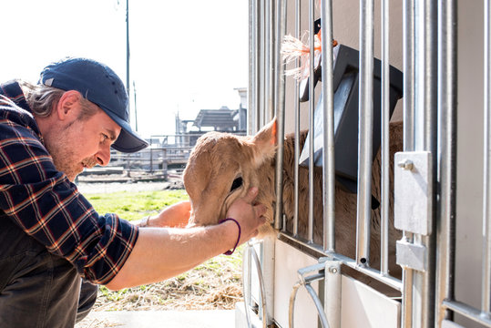 Dairy farm worker checking wellbeing of his calf