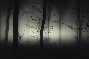 dark mysterious woods with tree in fog at night