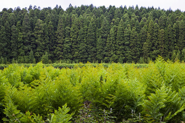 Obraz premium Green fern by the lake in Sao Miguel, Azores, Portugal