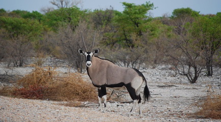 Oryx 