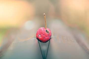 Rotten wild apple macro view