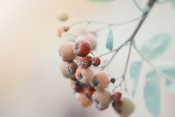 Rowan berries branch beautiful pattern
