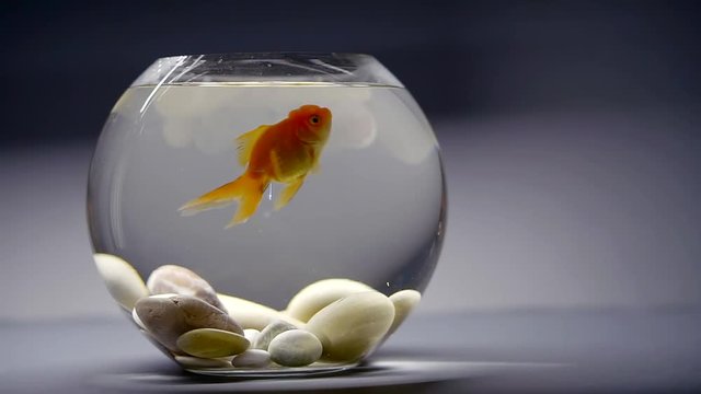 Fishbowl with clear water and gold fish placed on the table.
