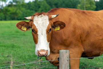 Brown and white cow