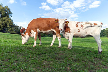 Fototapeta na wymiar Brown and white cows