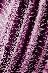 nature poster. cactus (ulta violet)