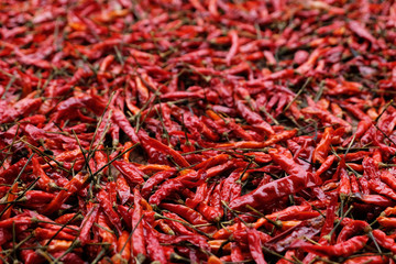 Fototapeta premium close up many dried chilli