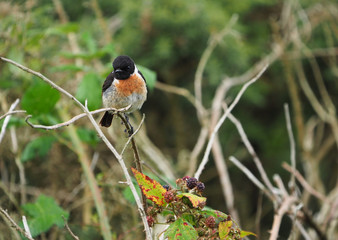 Schwarzkehlchen auf Zweig