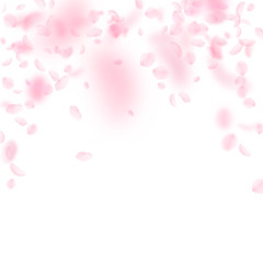 Sakura petals falling down. Romantic pink flowers falling rain. Flying petals on white square backgr