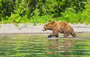 Obraz na płótnie Canvas Kamchatka brown bear on the lake in the summer.